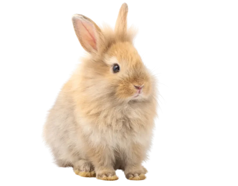 Bunny (5)